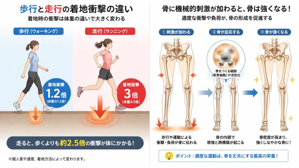 ウォーキングとランニングの着地衝撃の違いと骨密度への刺激のイメージ図